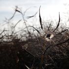 Fehmarn 1 Spinnweben in einem Feld 