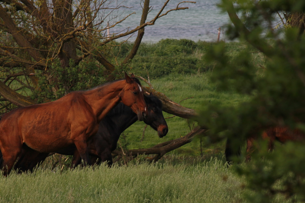 Fehmarn 2013