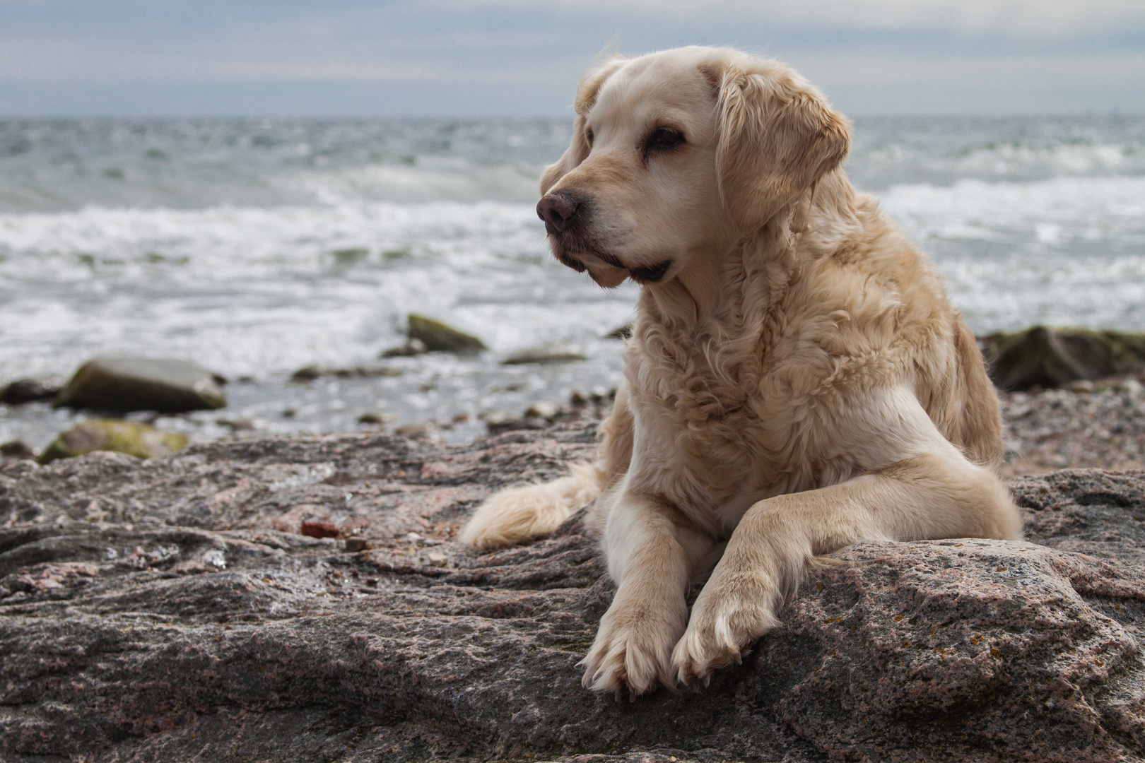 Fehmarn 2014 - Goldi liebte das Wasser -