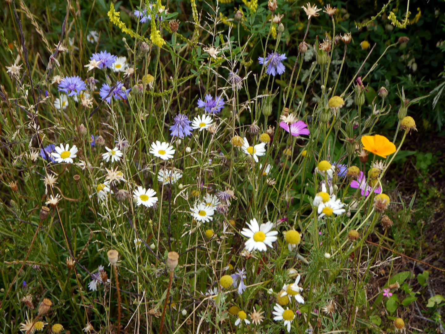 Fehmarn 3 Sommerblumen am Feldrand