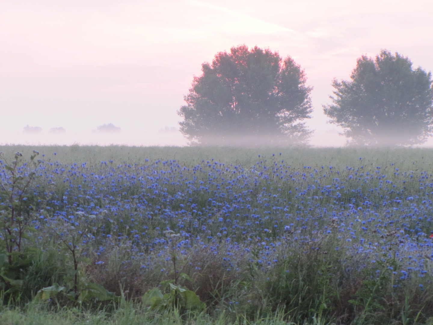 Fehmarn am Morgen,es lohnt sich!