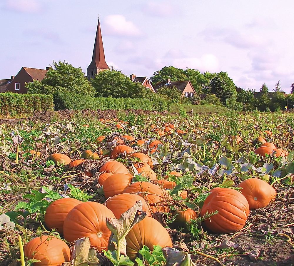 Fehmarn Erntezeit