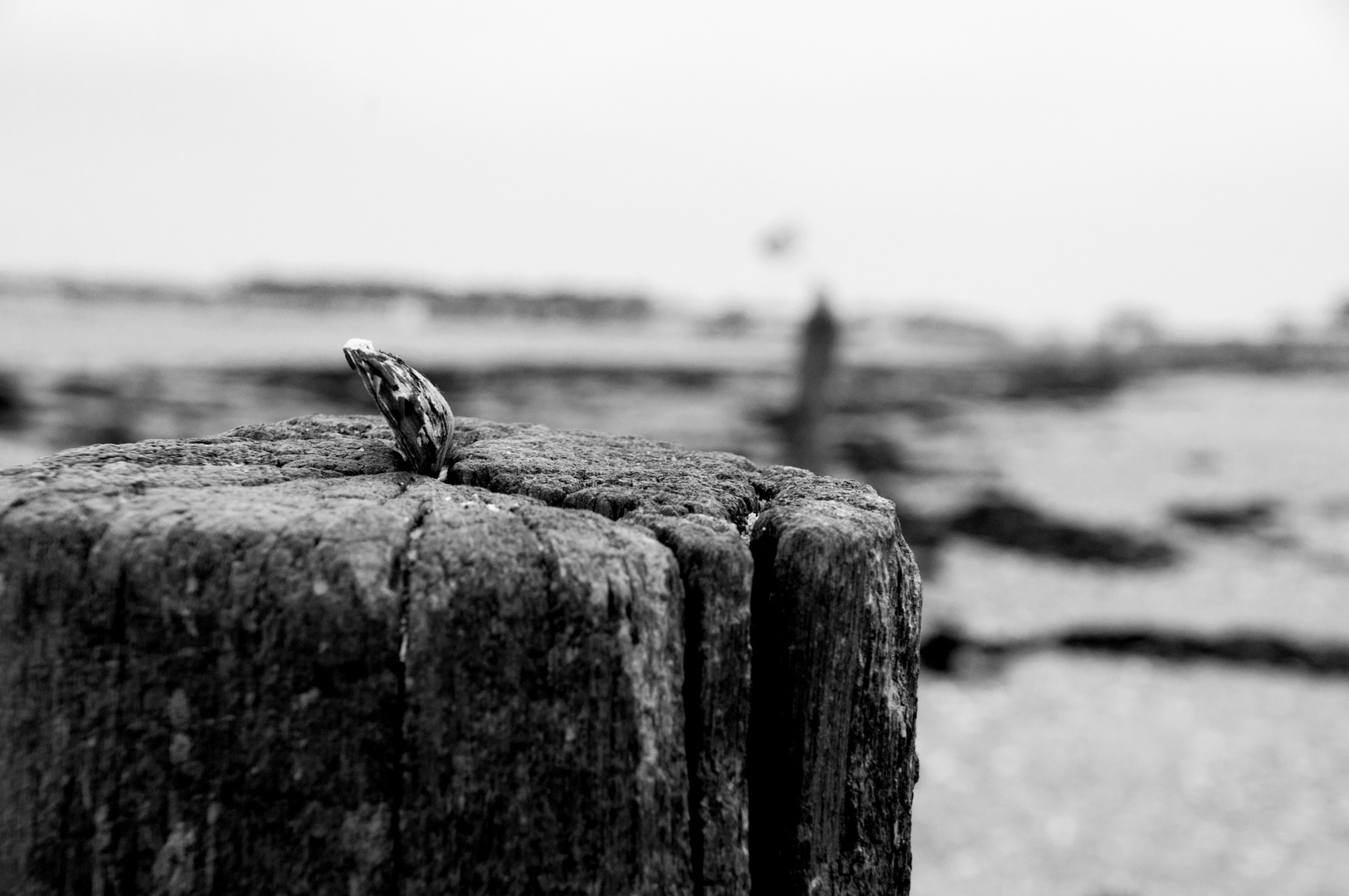 Fehmarn Strandleben..