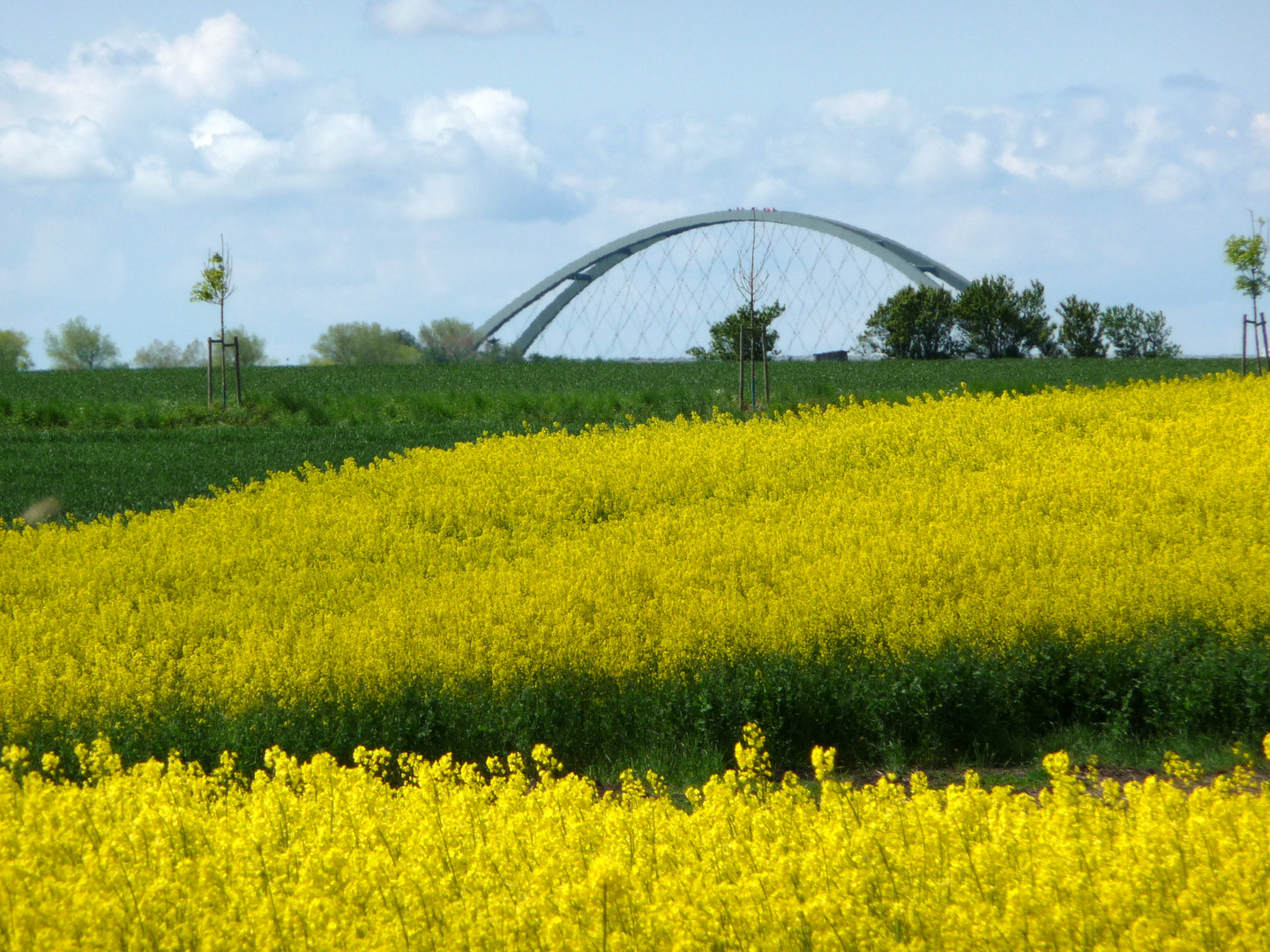 Fehmarnsundbrücke mit Rapsblüte