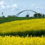 Fehmarnsundbrücke mit Rapsblüte