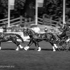 FEI Europameisterschaften der Vierspänner Grosspferde 2019 in Donaueschingen