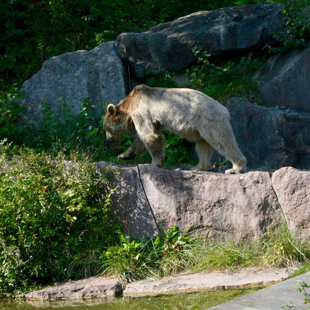 Feierabend ! Der Zoo macht ohnehin gleich zu.