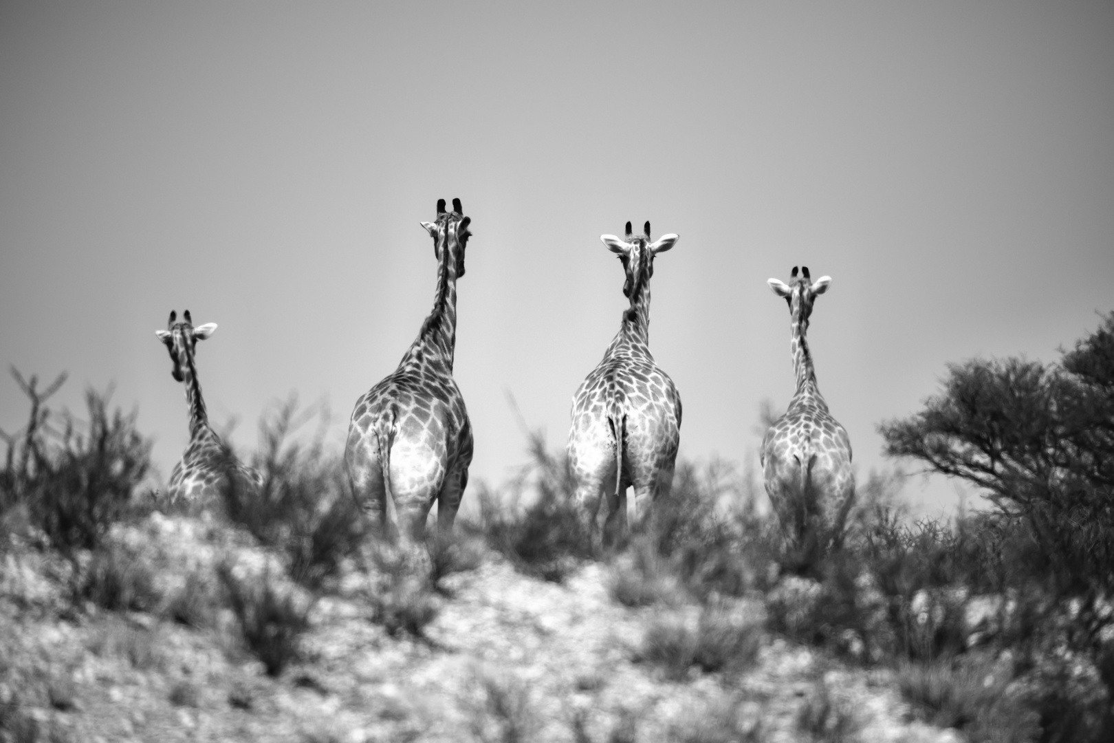 Feierabend - Giraffen-Familie auf dem Heimweg...