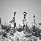 Feierabend - Giraffen-Familie auf dem Heimweg...