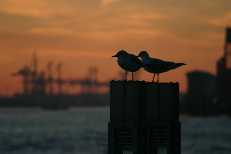 Feierabend im Hafen