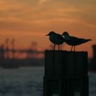 Feierabend im Hafen