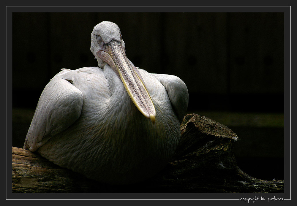 Feierabend im Zoo