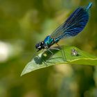 Feierabend von Libelle und Fliege ...