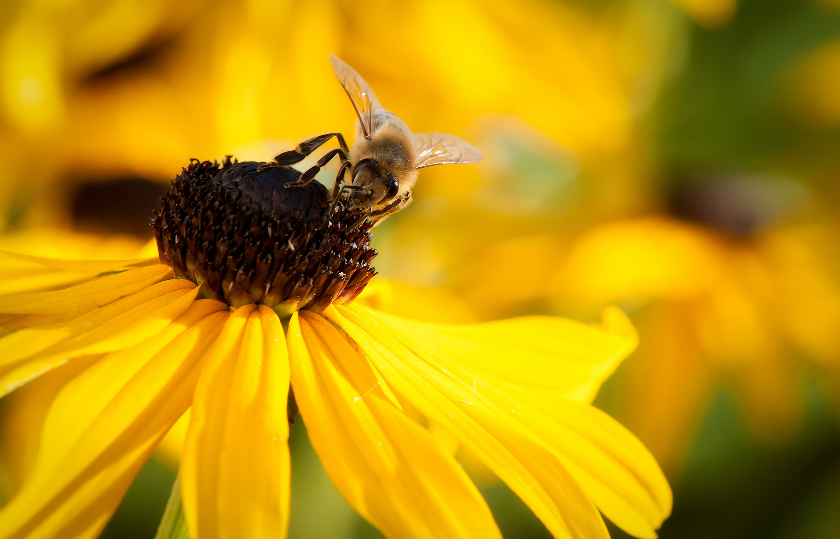 Feierabendbienchen auf Freitagsblümchen