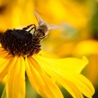 Feierabendbienchen auf Freitagsblümchen