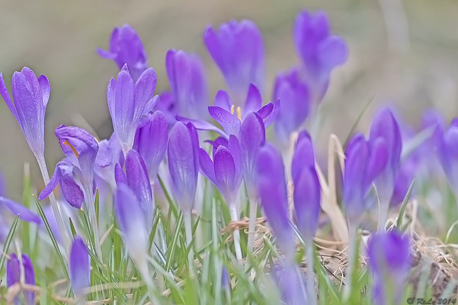 Feierabendblümchen