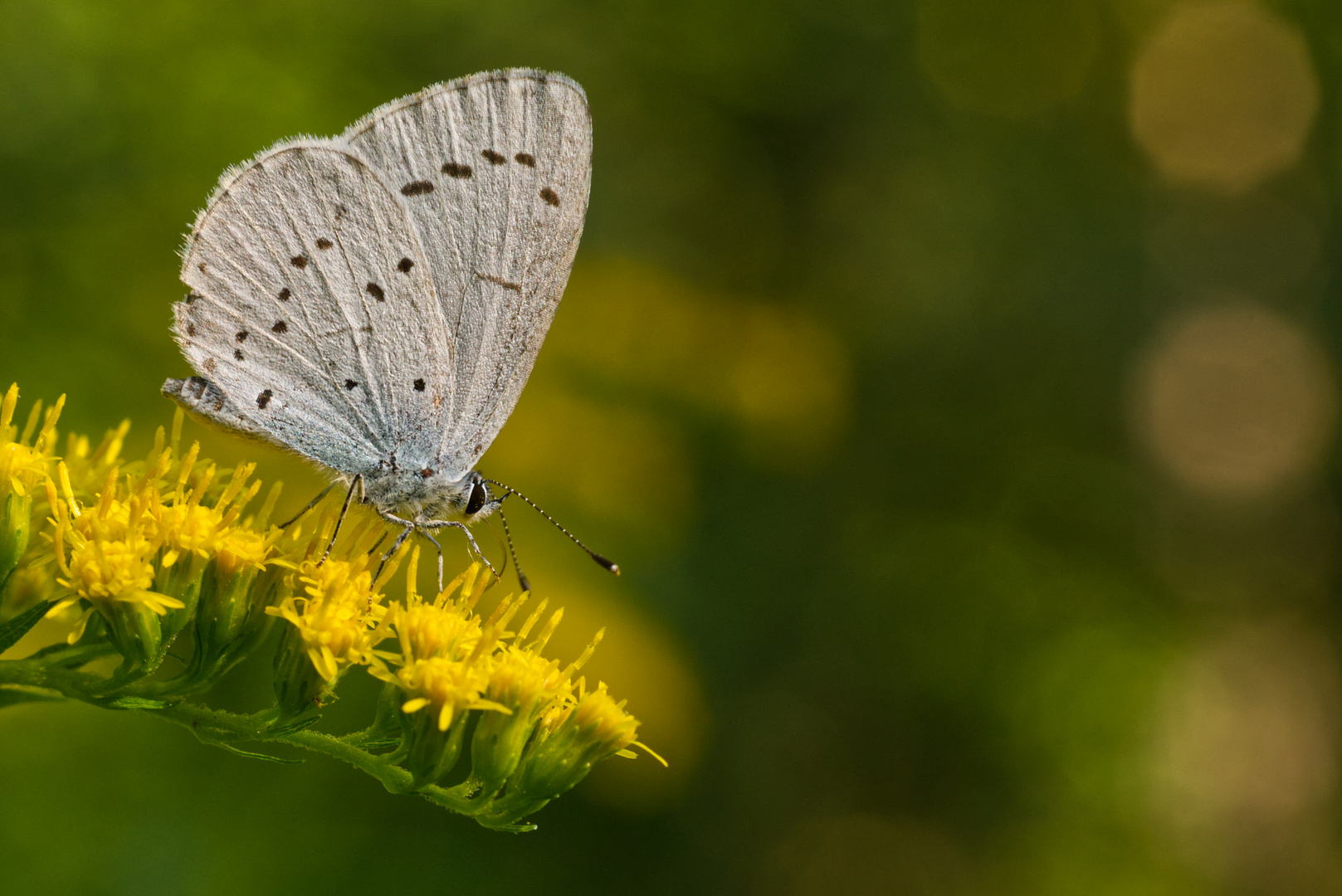 Feierabendnektar: Faulbaumbläuling (Celastrina argiolus) auf Kanadischer Goldrute