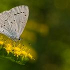 Feierabendnektar: Faulbaumbläuling (Celastrina argiolus) auf Kanadischer Goldrute