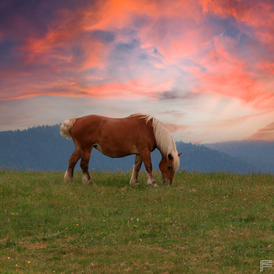 Feierabendpferd