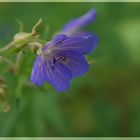 Feiertagsblümchen (Blaue Stunde)