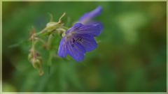 Feiertagsblümchen (Blaue Stunde)