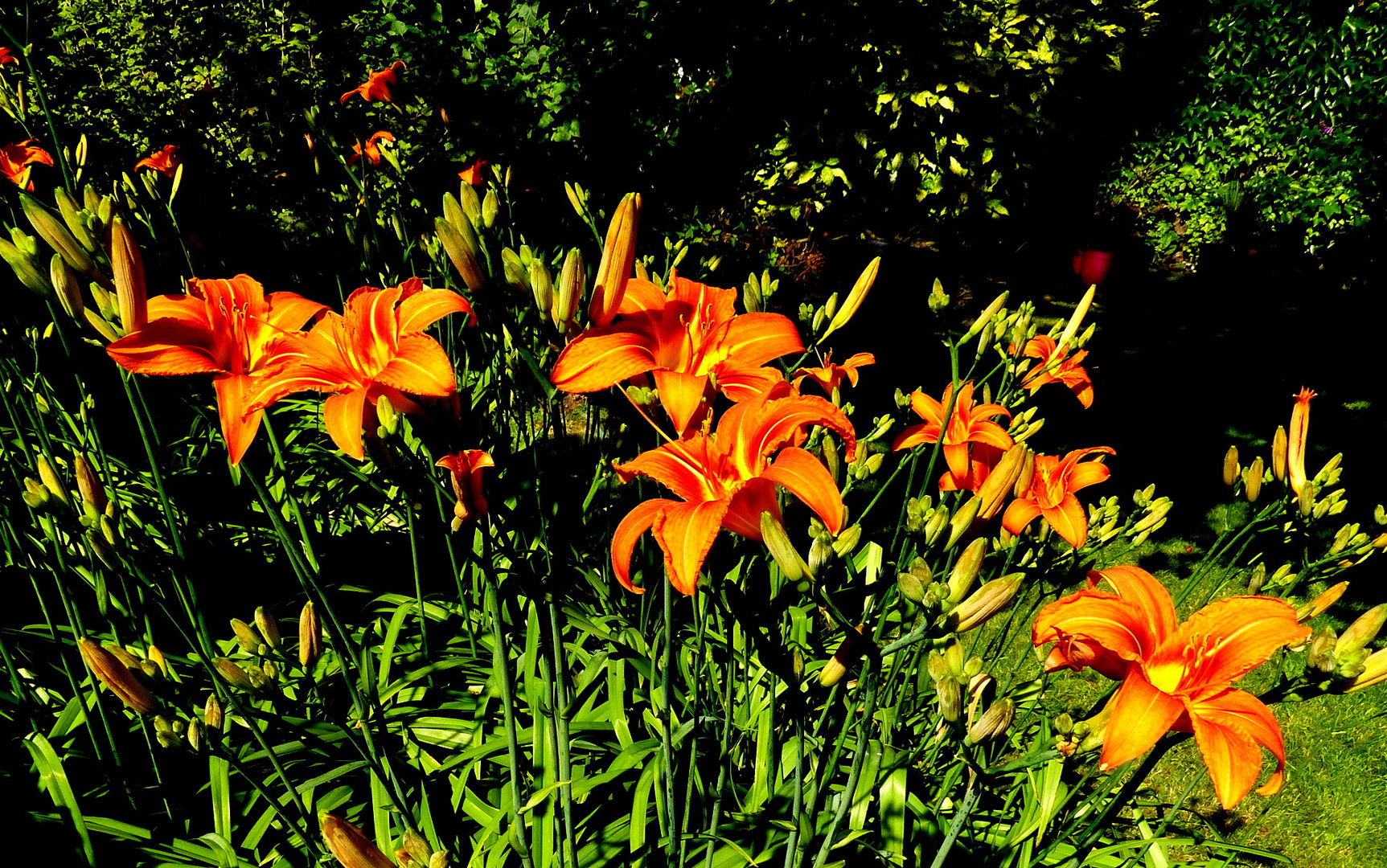 Feiertagsgruß aus dem Garten