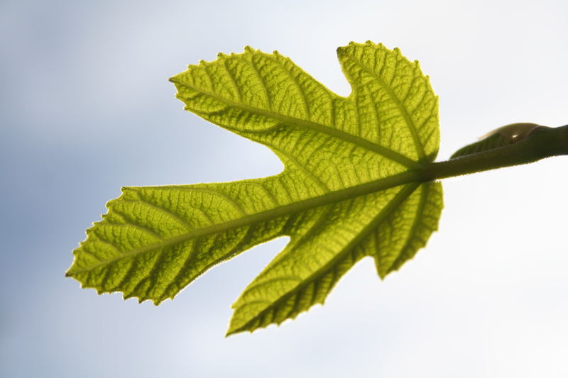 Feige (Ficus carica)