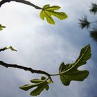 Feige und Podocarpus macrophyllus Chin. Steineibe