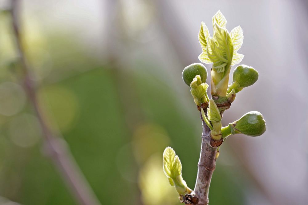 Feigen im Frühling...