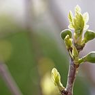 Feigen im Frühling...