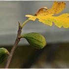 Feigen im Herbst