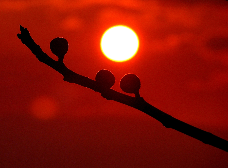 Feigen in der Abendsonne