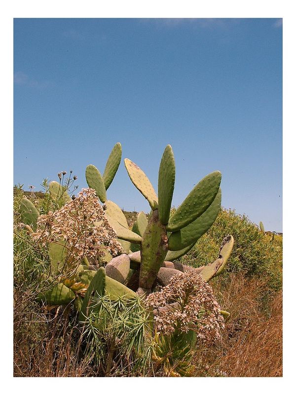 Feigen Kaktus