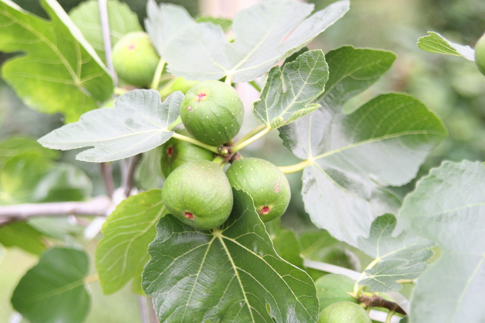 Feigen vom Feigenbaum