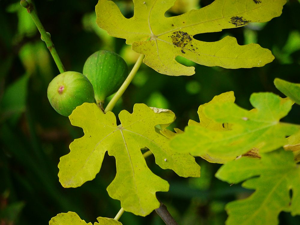 Feigen vor der Ernte