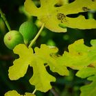 Feigen vor der Ernte