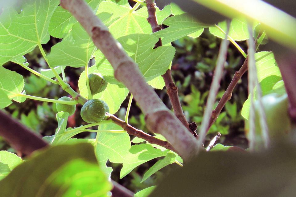 Feigenbäumchen im heimischen Garten