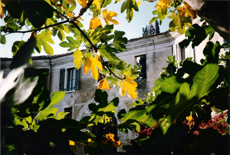Feigenbaum am alten Café im Herbst