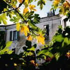 Feigenbaum am alten Café im Herbst