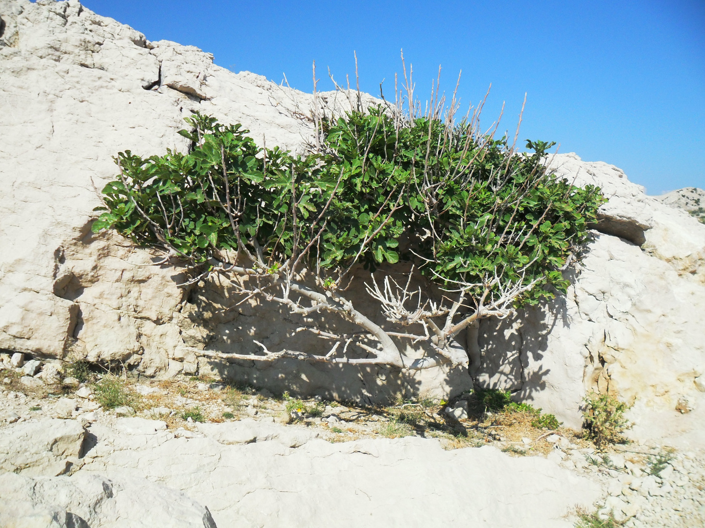 Feigenbaum auf der Insel Pag (Kroatien) Juli 2015