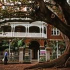 Feigenbaum beim Hospital In Perth (AUS - WA)