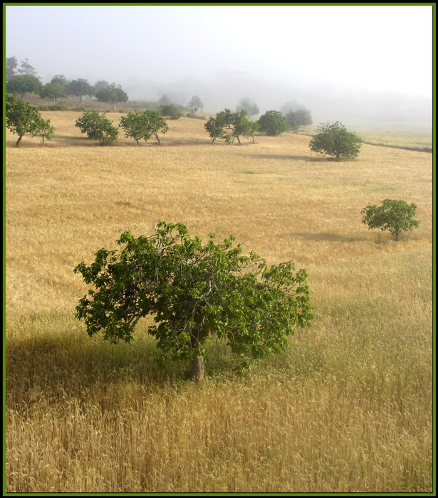 Feigenbaum