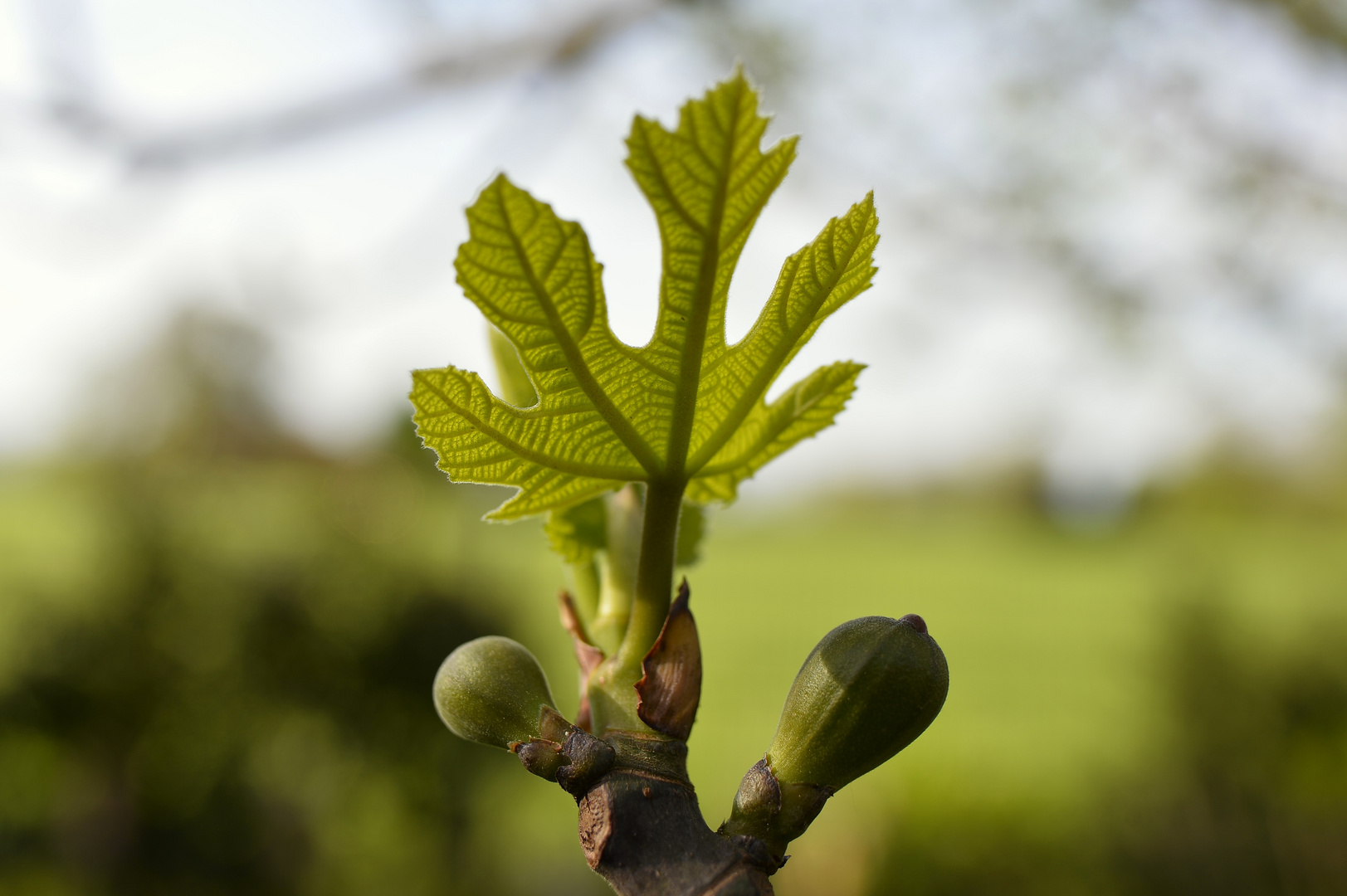 Feigenbaum