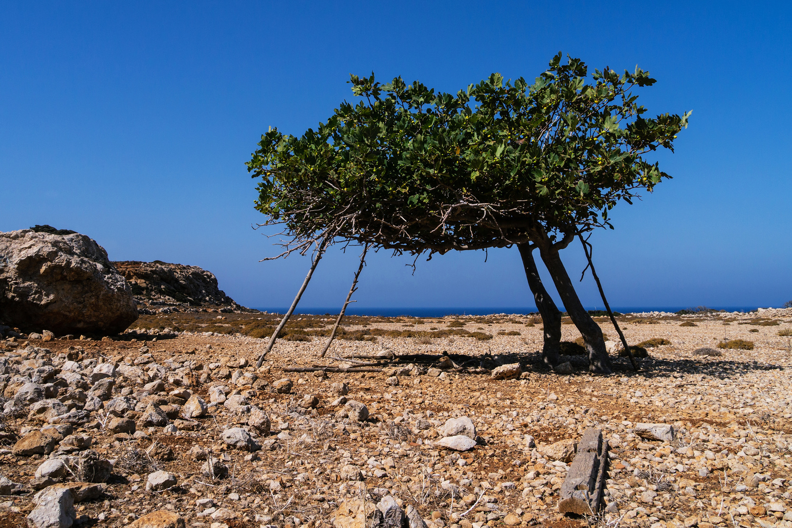 Feigenbaum