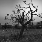 Feigenbaum im Abendlicht