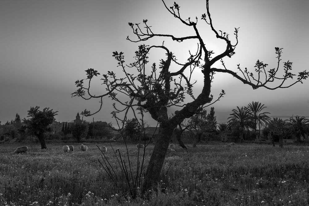 Feigenbaum im Abendlicht