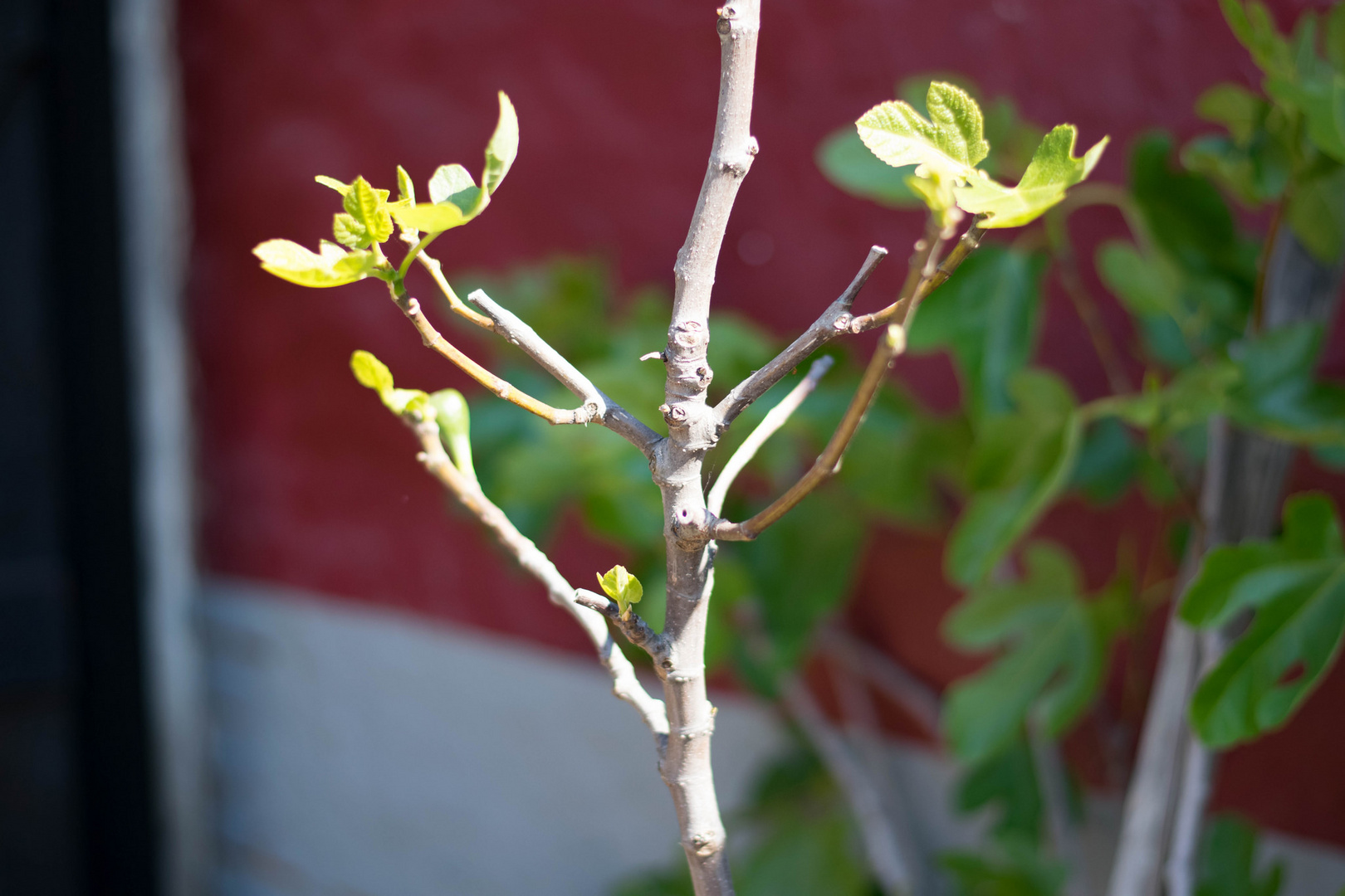 Feigenbaum im April