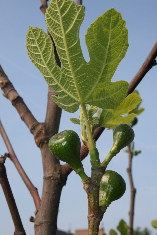 Feigenbaum im Frühjahr