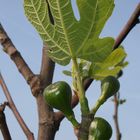 Feigenbaum im Frühjahr