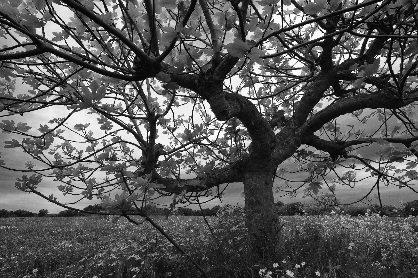 Feigenbaum im Frühling